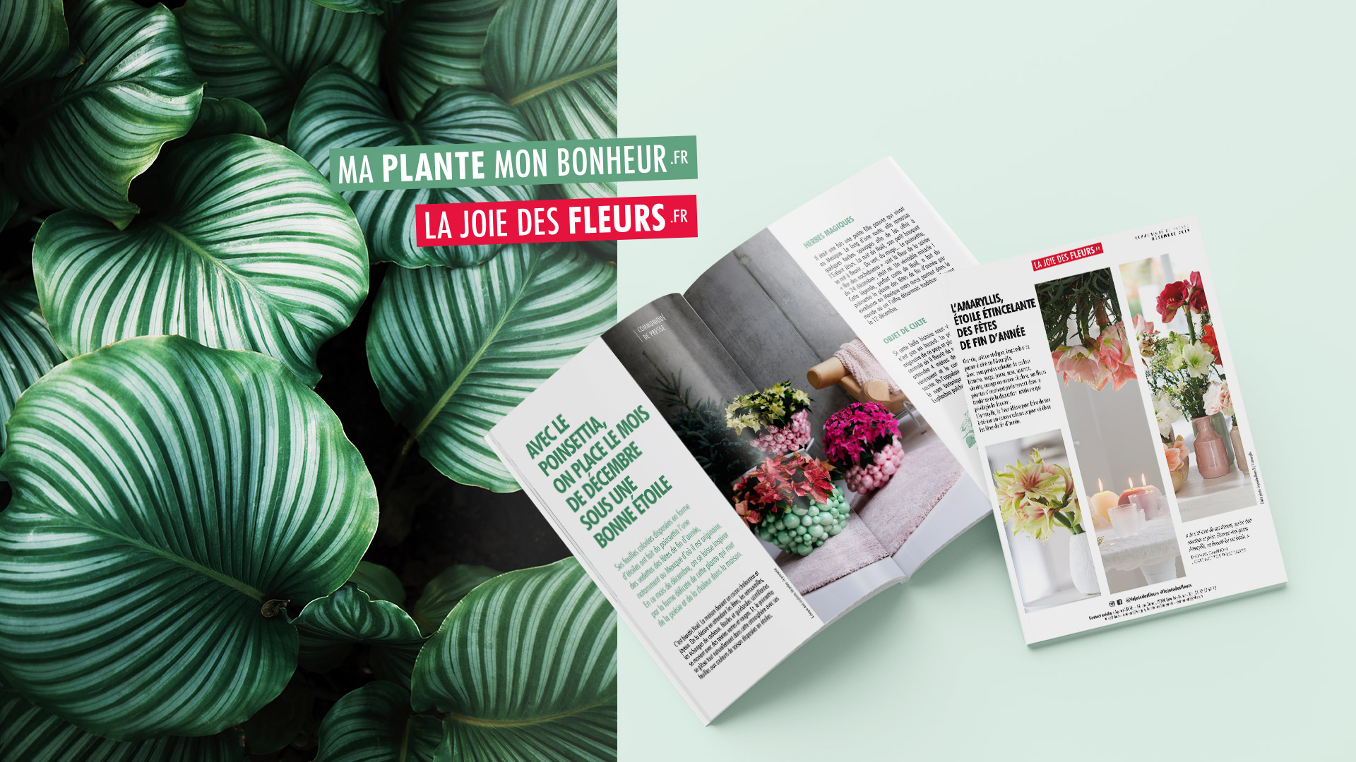 Ma Plante Mon Bohneur